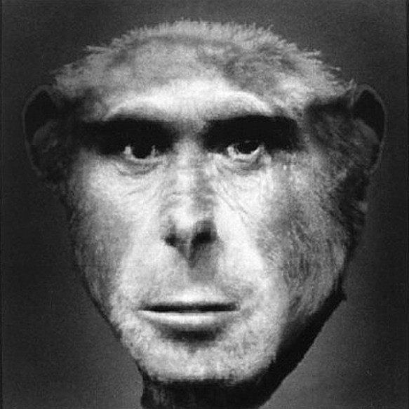 Burson Evolution II 1984