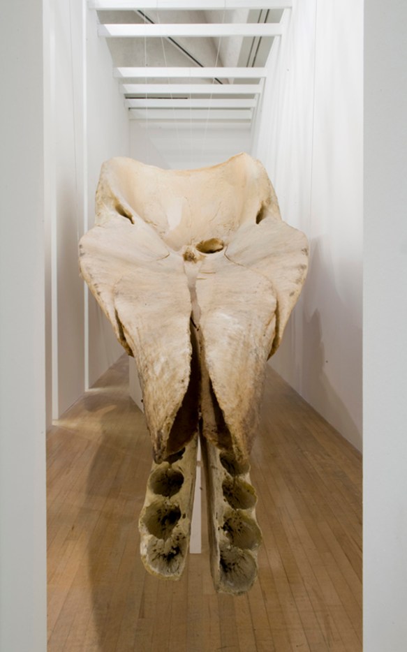 Lucy Skaer, Leviathan Edge, 2009