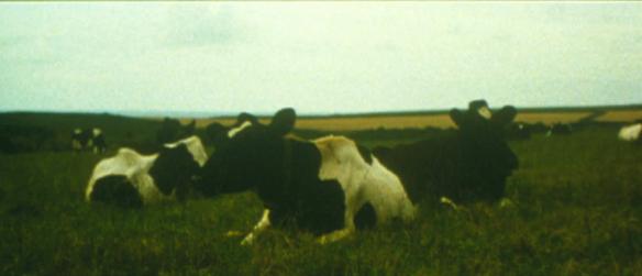 Dean Banewl 1999 cows