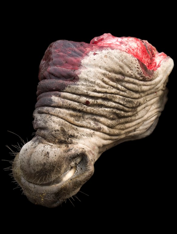 Alex Van Gelder, Meat Portraits #24, 2012