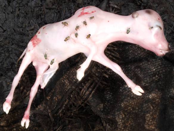 Alex Van Gelder, Meat Portraits #26, 2012