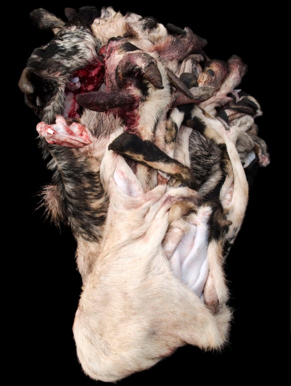 Alex Van Gelder, Meat Portraits #28, 2012