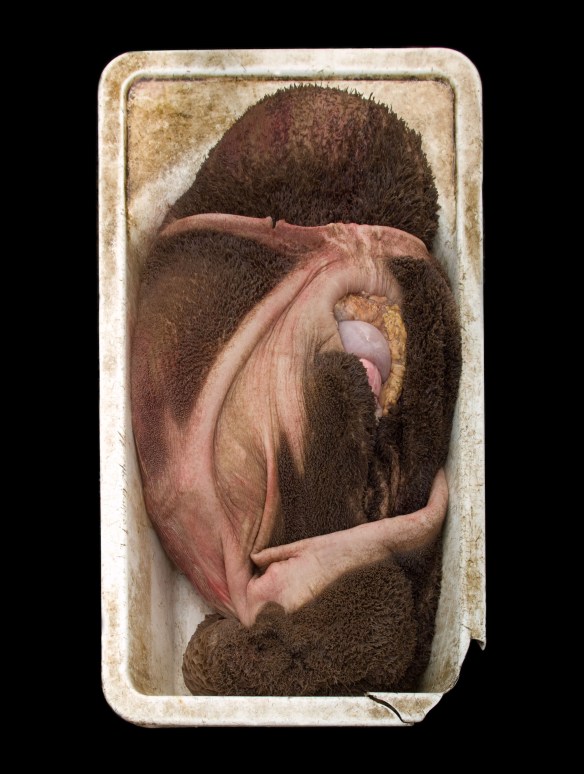 Alex Van Gelder, Meat Portraits #38, 2012