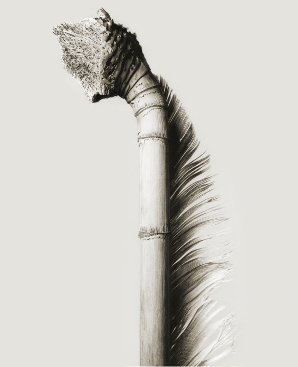 Joan Fontcuberta Mullerpolis Plunfis 1984