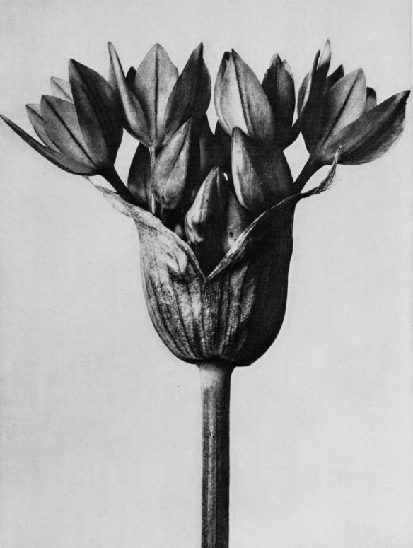 Karl Blossfeldt, Allium ostrowskianum