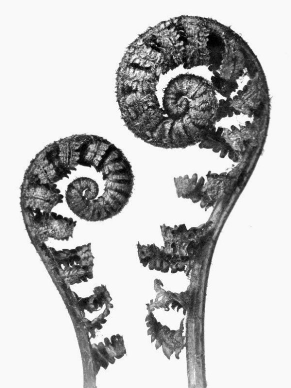 Karl Blossfeldt Aspidium filixmas